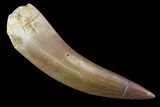 Fossil Plesiosaur (Zarafasaura) Tooth - Morocco #81571-1